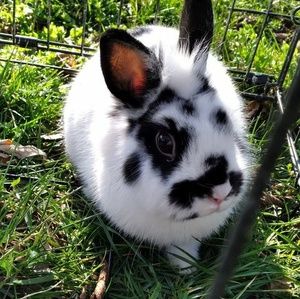 Meet your Posher, Talene